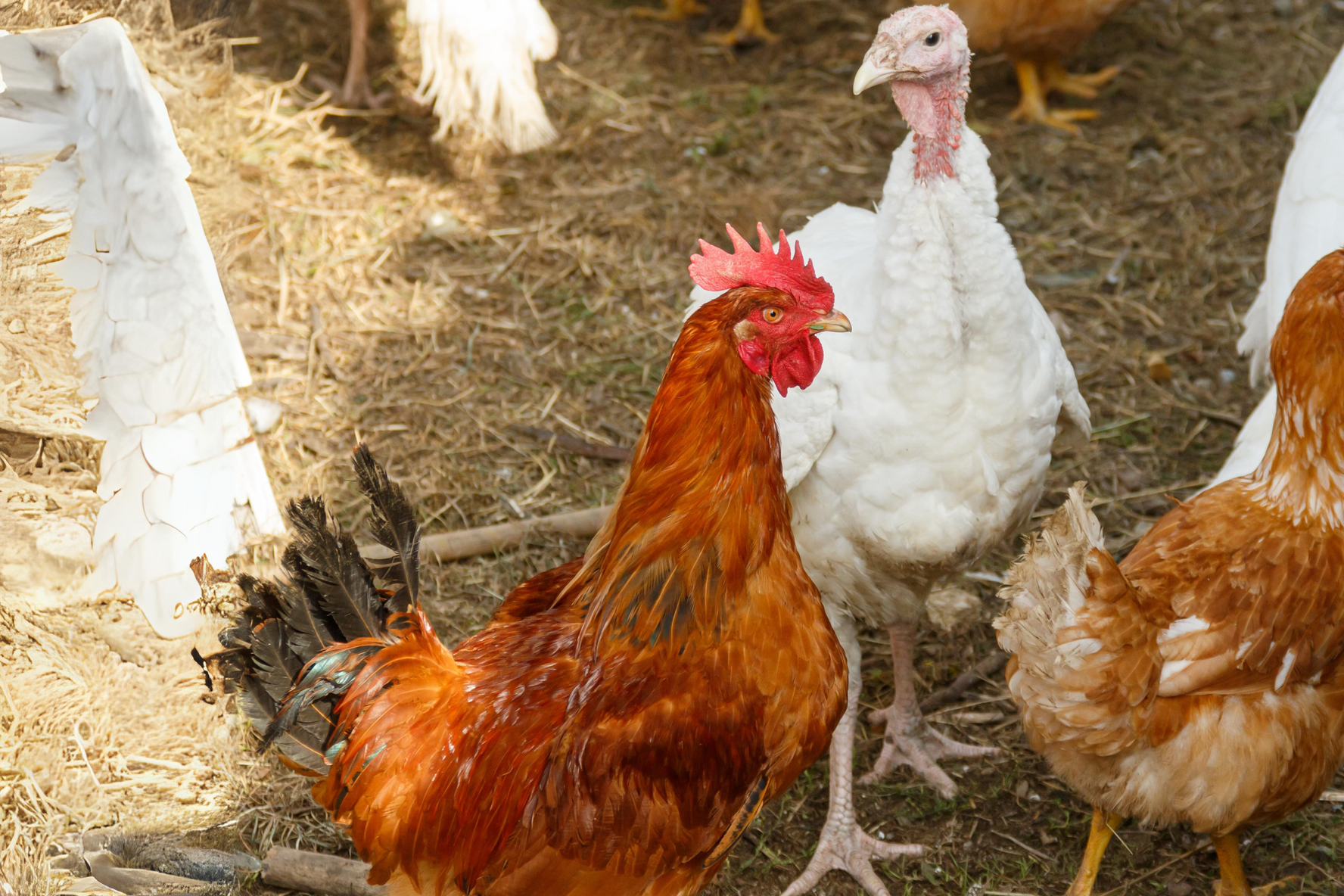DONATION OF FARM ANIMALS